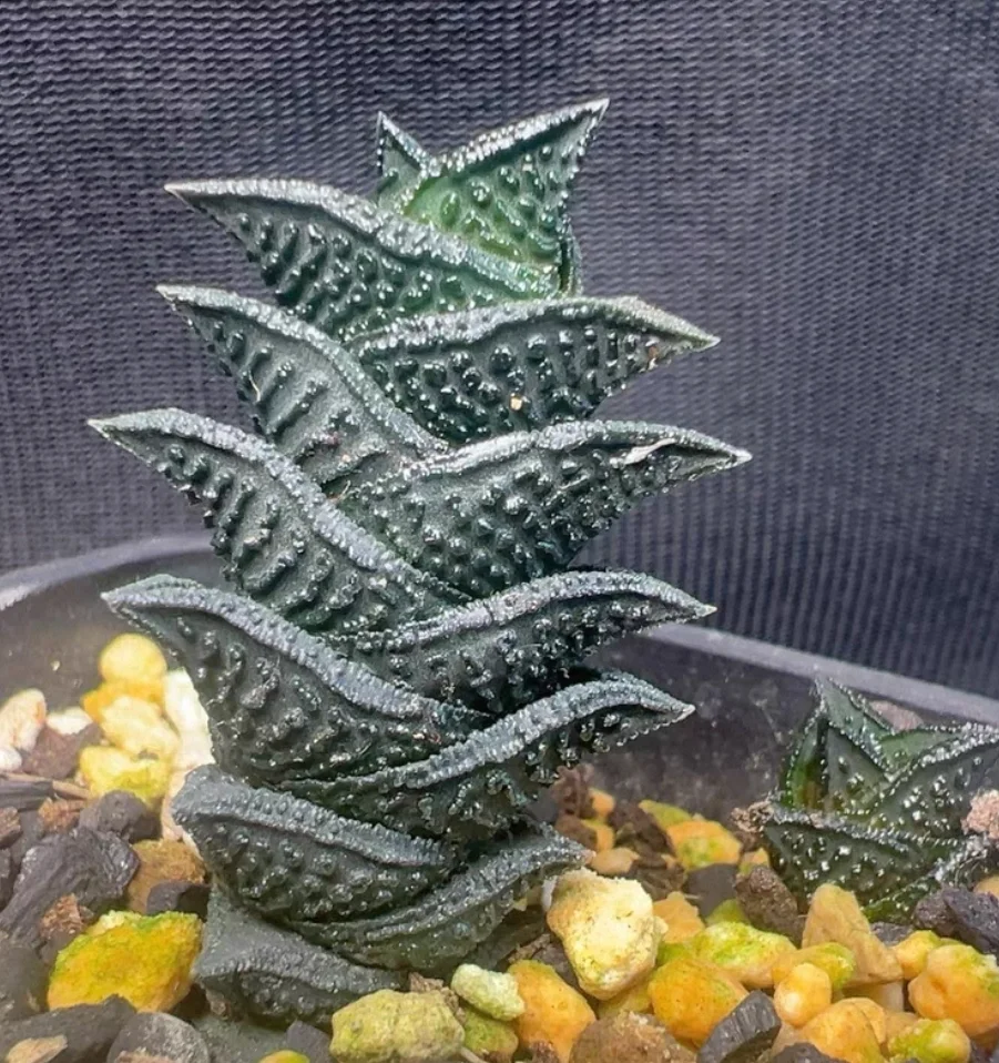 plant Aeonium Echeveria Haworthia  Caudex  Lithops Cactus  Agave 