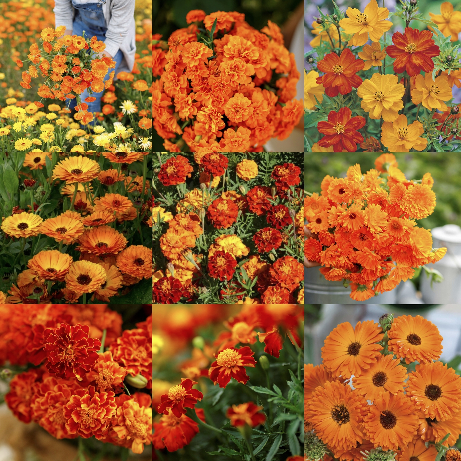 orange-you-glad-orange-flower-seed-mix