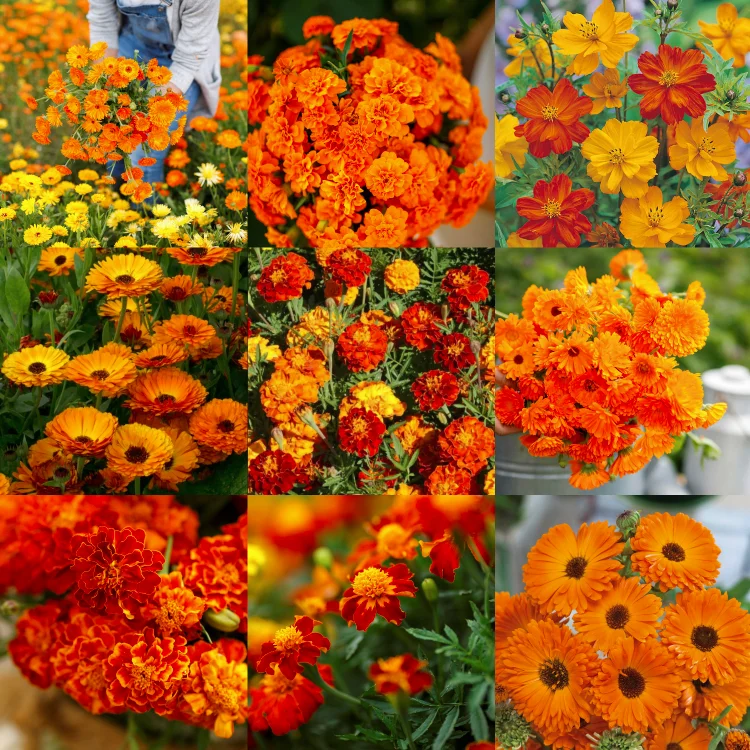 Orange You Glad - Orange Flower Seed Mix