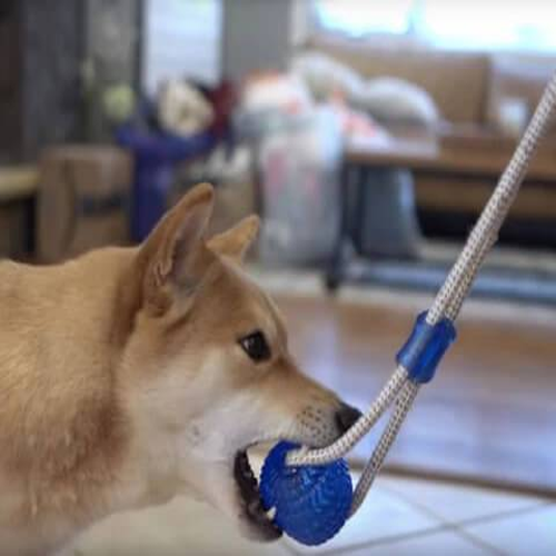 Dog Floor Suction Toy
