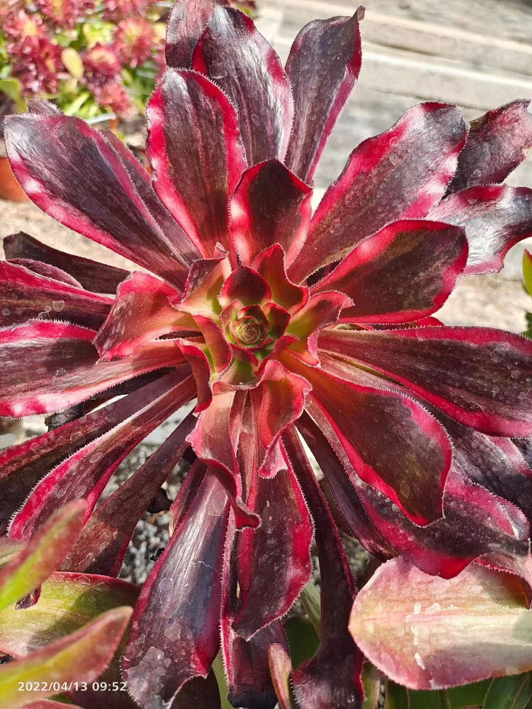 plant Aeonium Echeveria Haworthia  Caudex  Lithops Cactus  Agave 