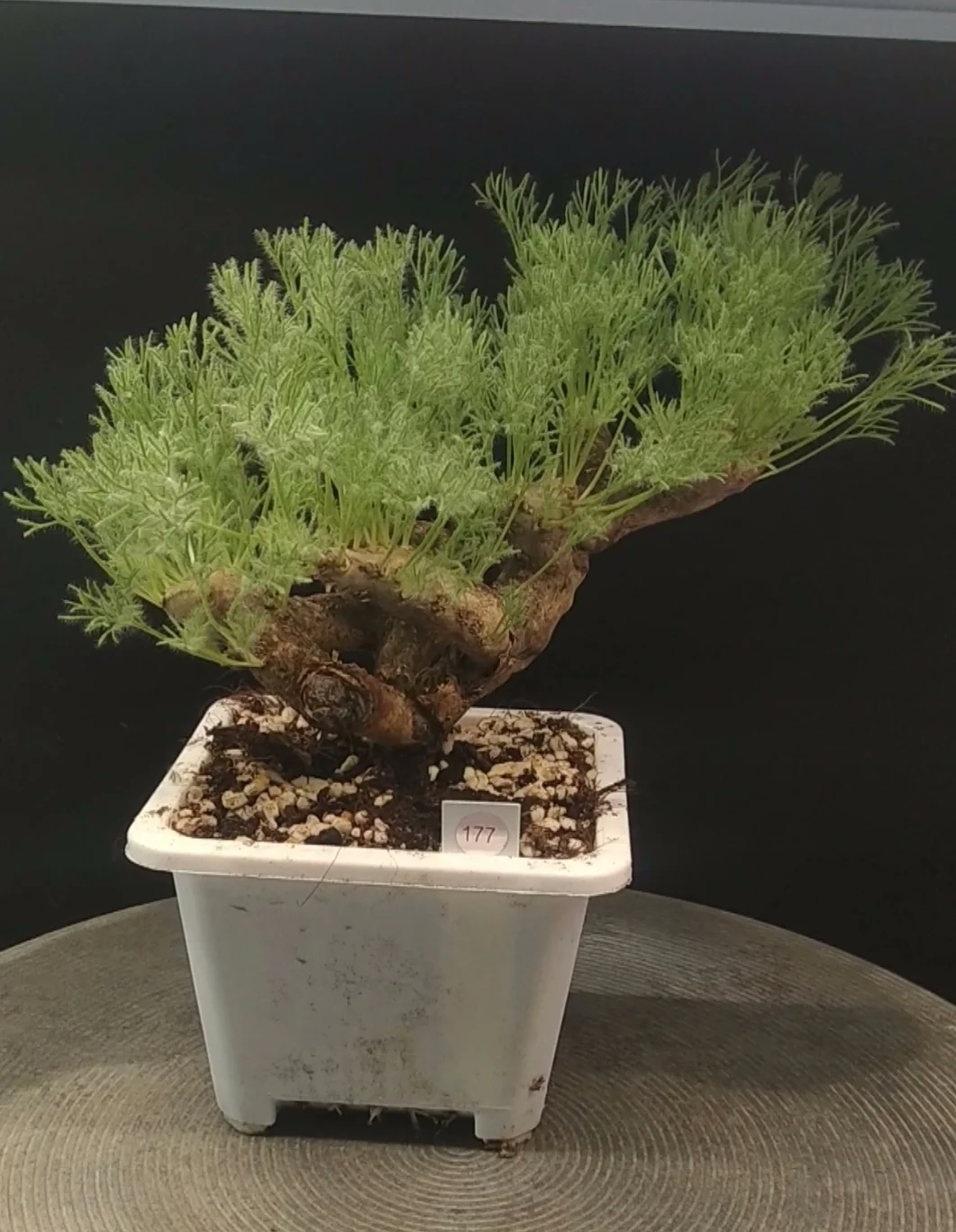 plant Aeonium Echeveria Haworthia  Caudex  Lithops Cactus  Agave 