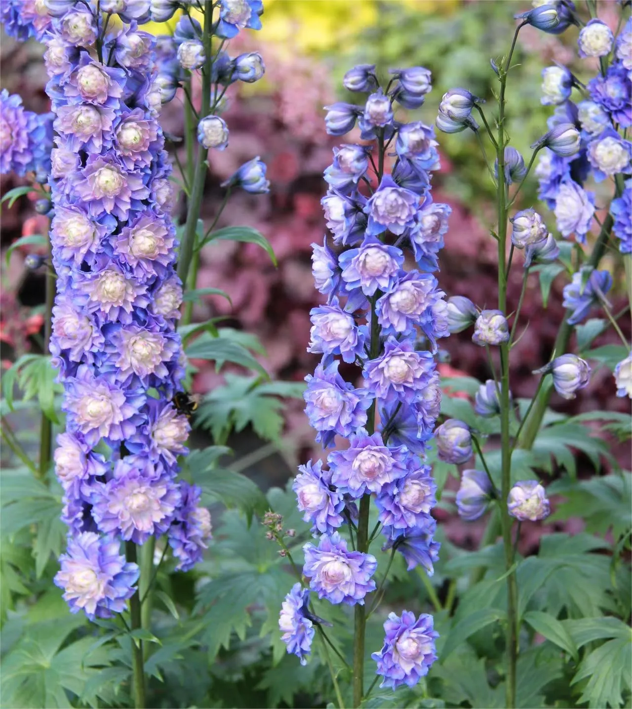 Delphinium Seeds-Mixed 7 Colors