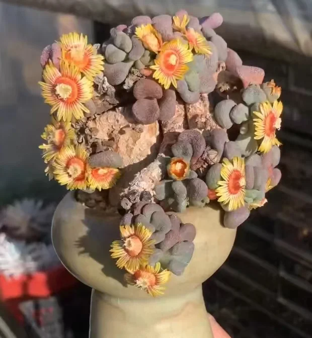 plant Aeonium Echeveria Haworthia  Caudex  Lithops Cactus  Agave 