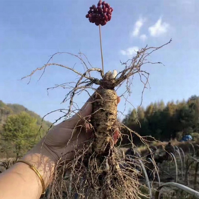 🔥 Up to 65% Off 😲 [Limited Supply Available] Ginseng Seeds Jonyparkseed®