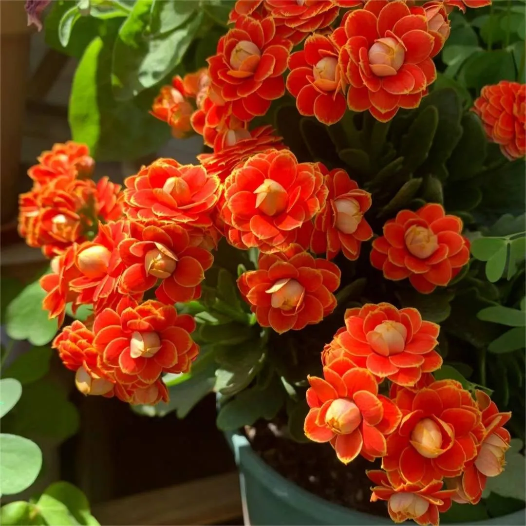 Golden Fox Longevity Flower Seeds