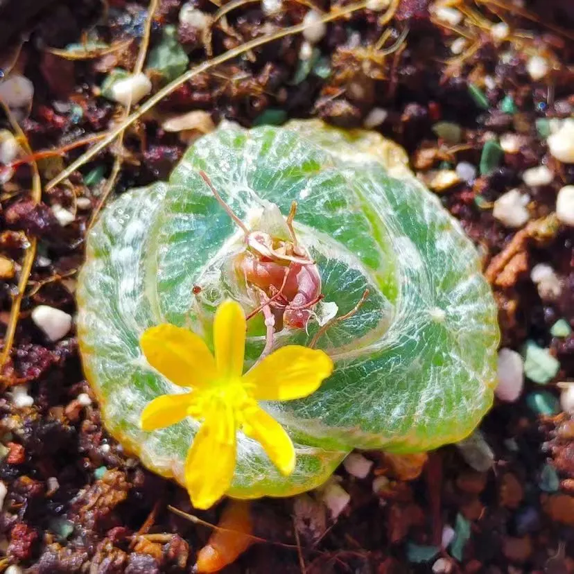 plant Aeonium Echeveria Haworthia  Caudex  Lithops Cactus  Agave 
