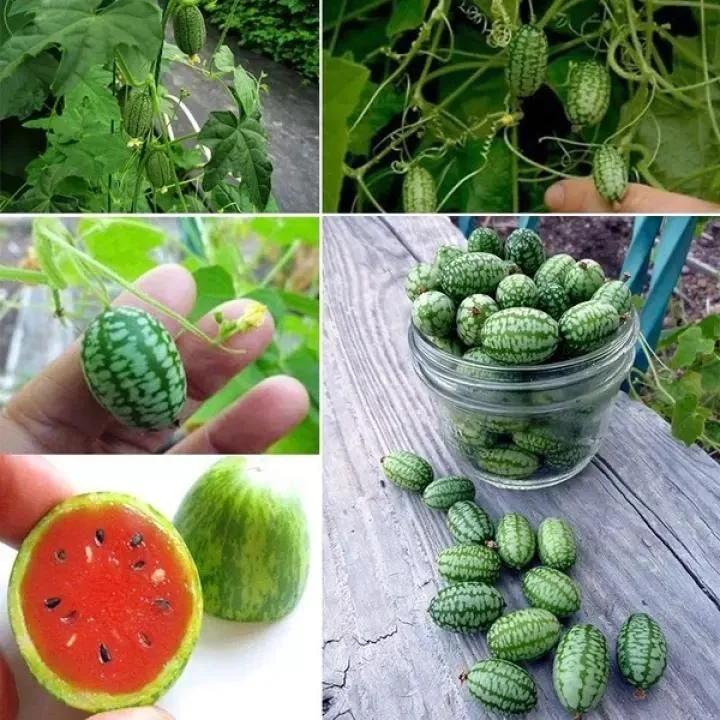 RARE SEEDS THUMB WATERMELON SEEDS