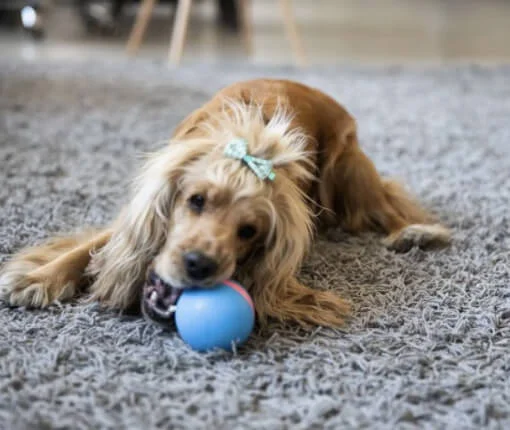Pet Balls