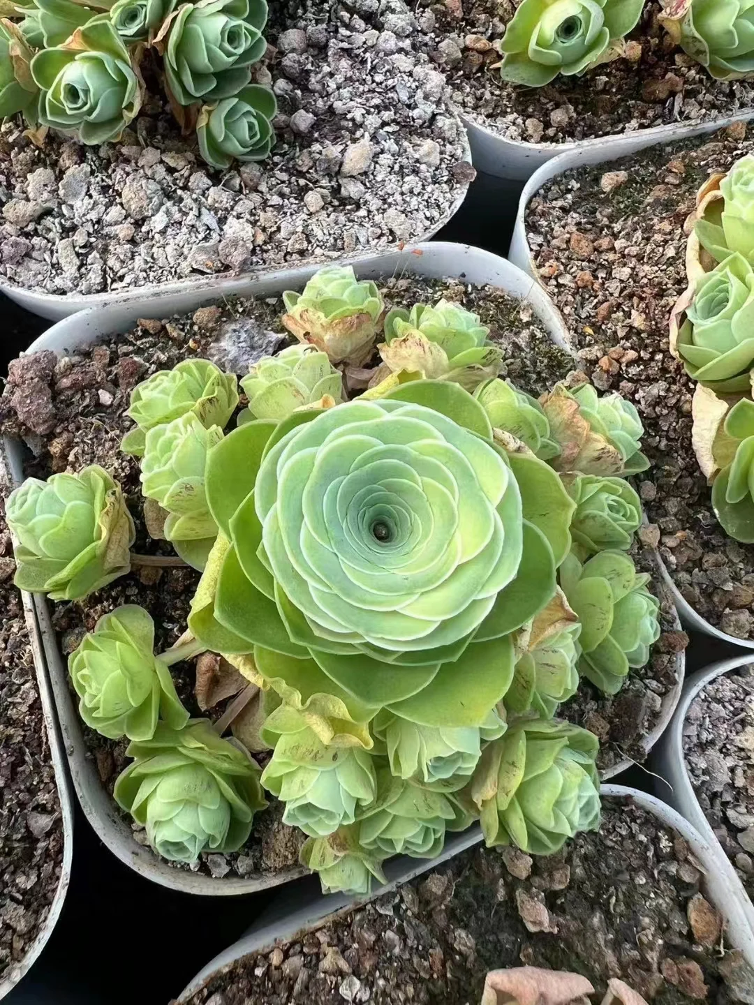 plant Aeonium Echeveria Haworthia  Caudex  Lithops Cactus  Agave 