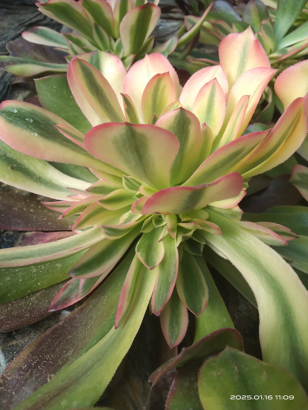 plant Aeonium Echeveria Haworthia  Caudex  Lithops Cactus  Agave 