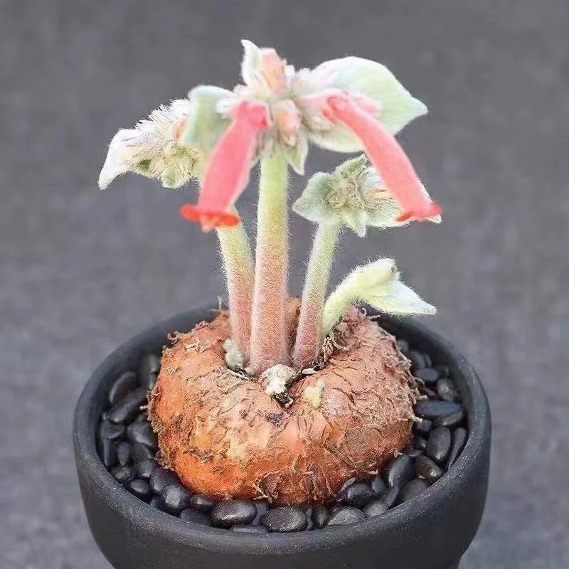 plant Aeonium Echeveria Haworthia  Caudex  Lithops Cactus  Agave 