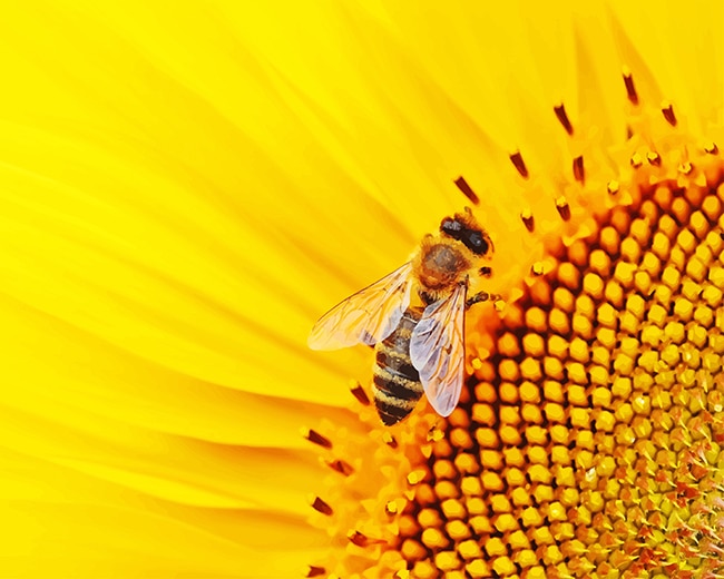 

Bee On Sunflower – Paint By Numbers - 40*50CM, 501 Original