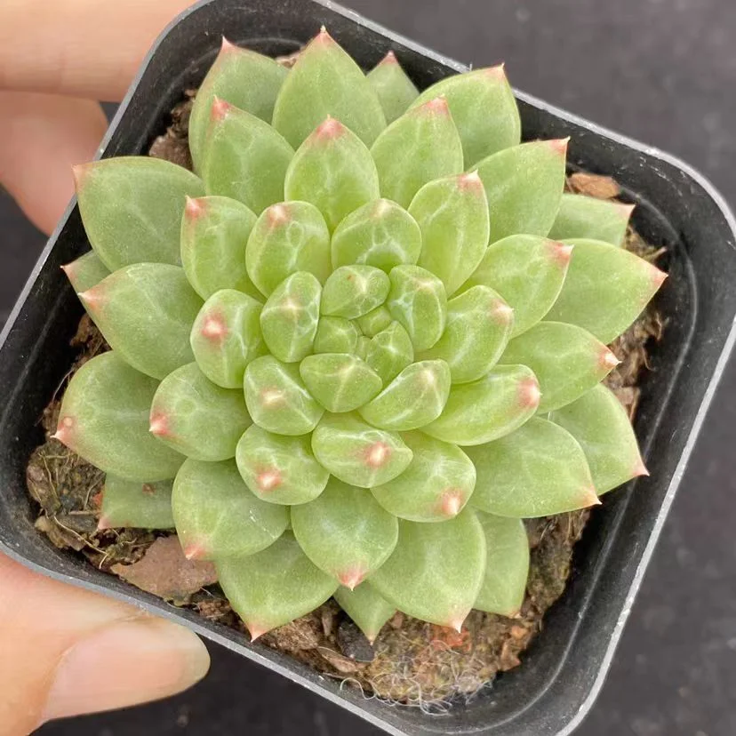 plant Aeonium Echeveria Haworthia  Caudex  Lithops Cactus  Agave 