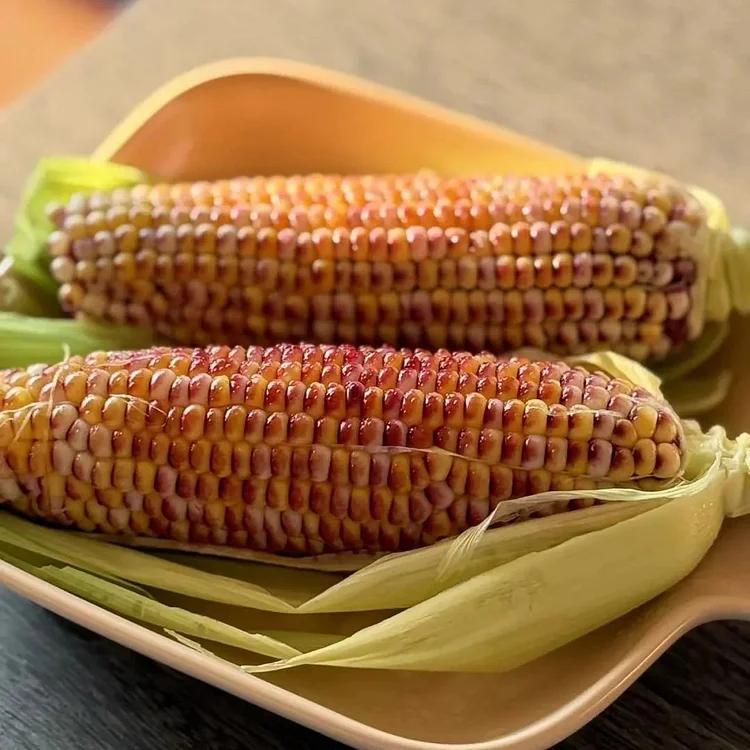 Yingluo Red Fruit Corn Seeds🌽