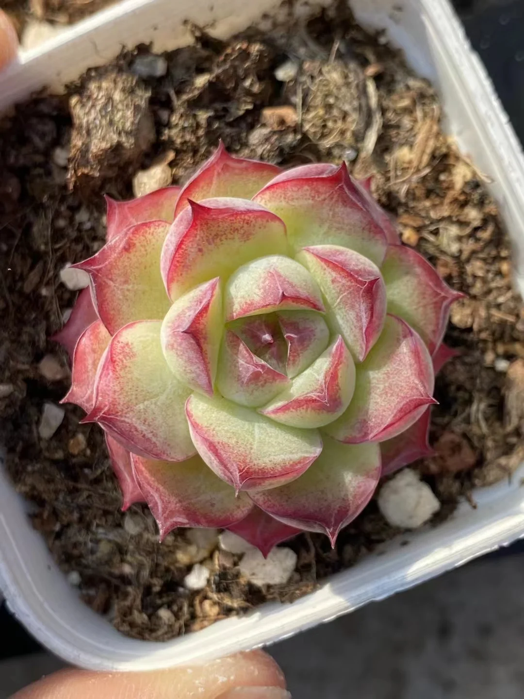 plant Aeonium Echeveria Haworthia  Caudex  Lithops Cactus  Agave 