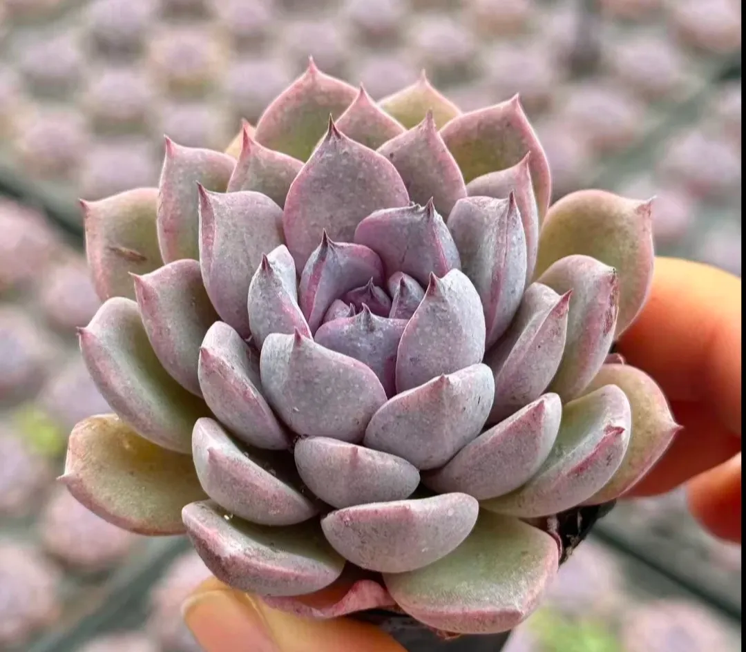plant Aeonium Echeveria Haworthia  Caudex  Lithops Cactus  Agave 