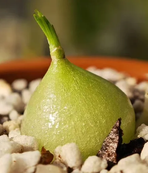 plant Aeonium Echeveria Haworthia  Caudex  Lithops Cactus  Agave 