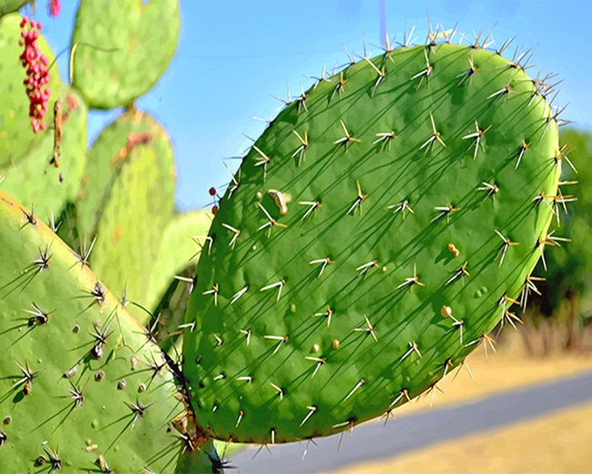 

Close Up Cactus – Paint By Numbers - 40*50CM, 501 Original