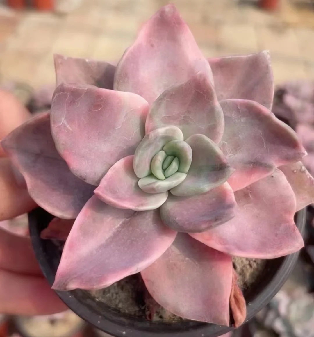 455.Echeveria Xu he var. single head  5-7cm/ Echeveria / Succulent plants / Garden landscape / Carefully select healthy plants