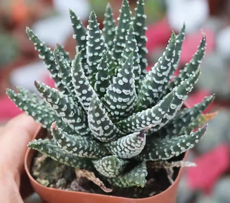 hts22.Haworthia pumila 6-7cm/ Haworthia/ Succulent plants / Garden landscape / Carefully select healthy plants