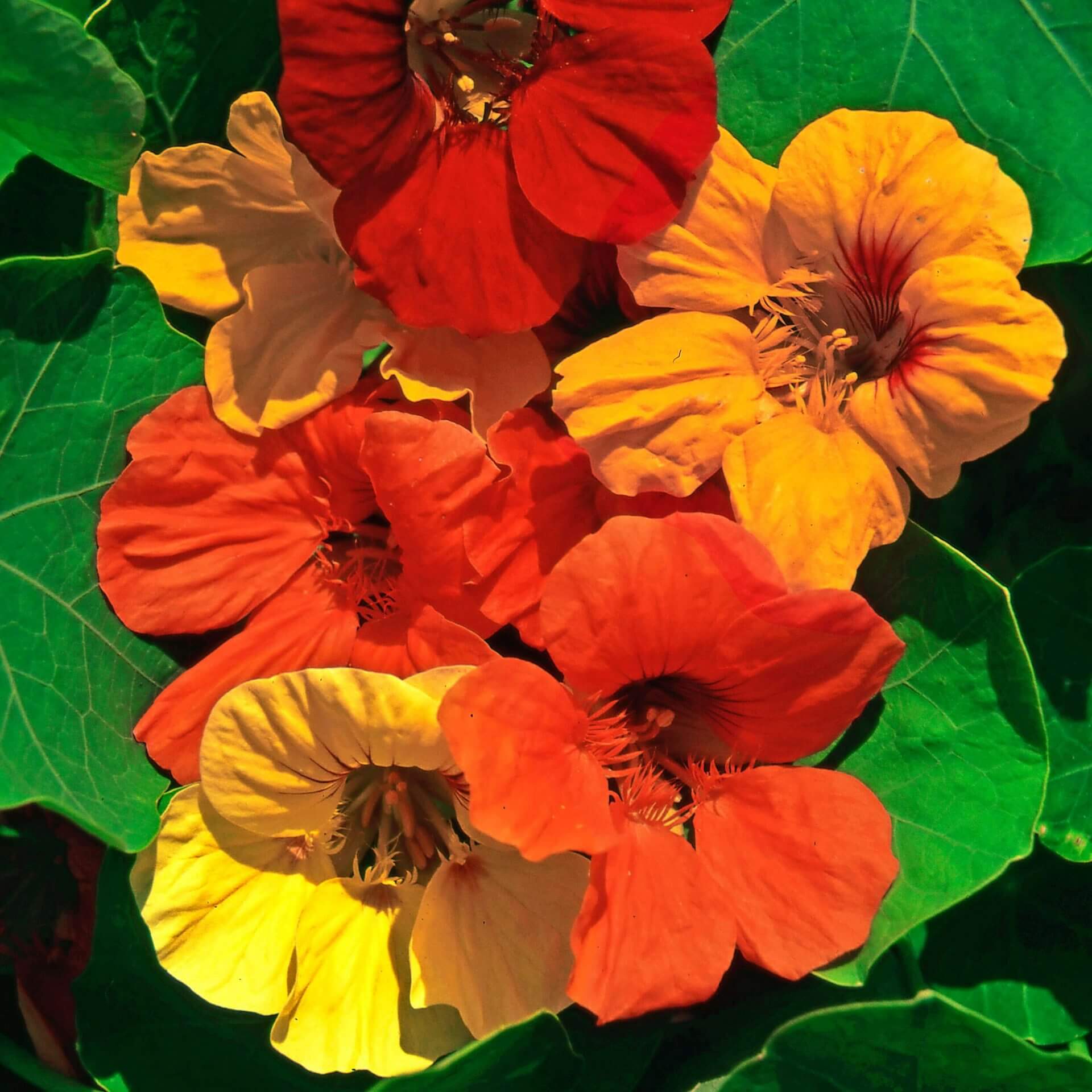Tips For Care Of Nasturtiums Jonyparkseed®