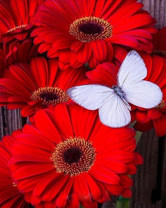 

Red Flowers – Paint By Numbers - 40*50CM, 501 Original