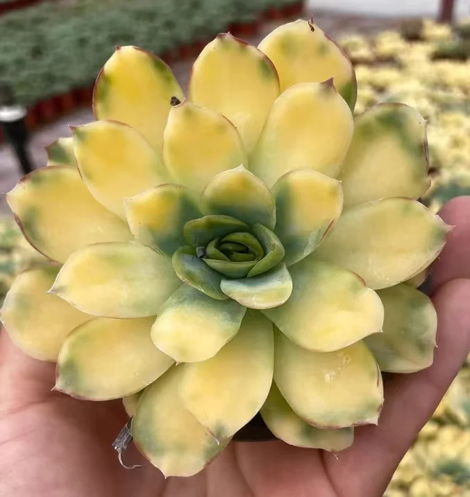 453.Echeveria Yu se tian cheng single head  5-6cm/ Echeveria / Succulent plants / Garden landscape / Carefully select healthy plants