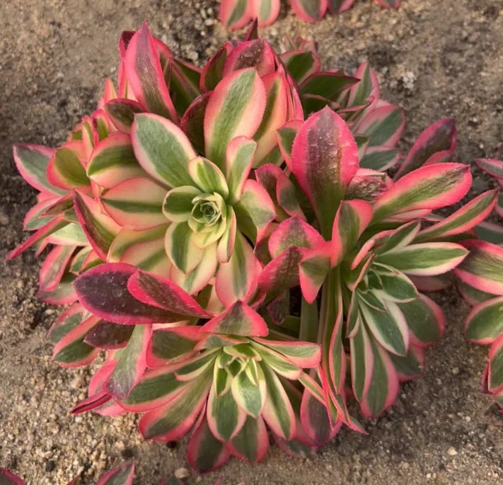 plant Aeonium Echeveria Haworthia  Caudex  Lithops Cactus  Agave 