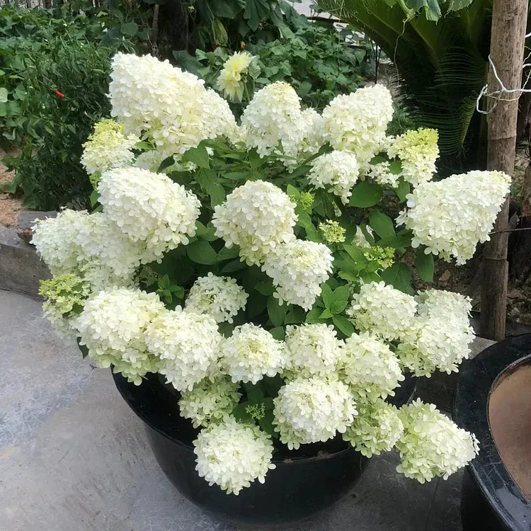 🌺Panicle Hydrangea Seeds