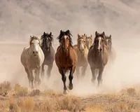 Wild Horses Running - Diamond Painting