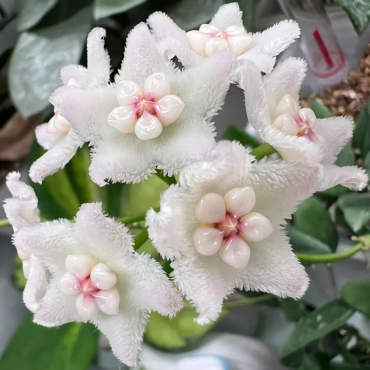 Hoya Carnosa Jade | Hoya Carnosa Green