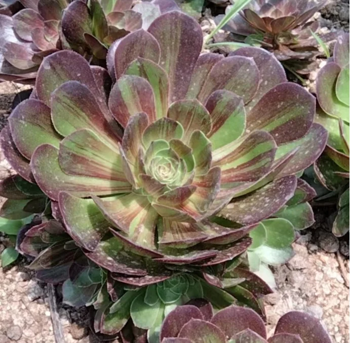 plant Aeonium Echeveria Haworthia  Caudex  Lithops Cactus  Agave 