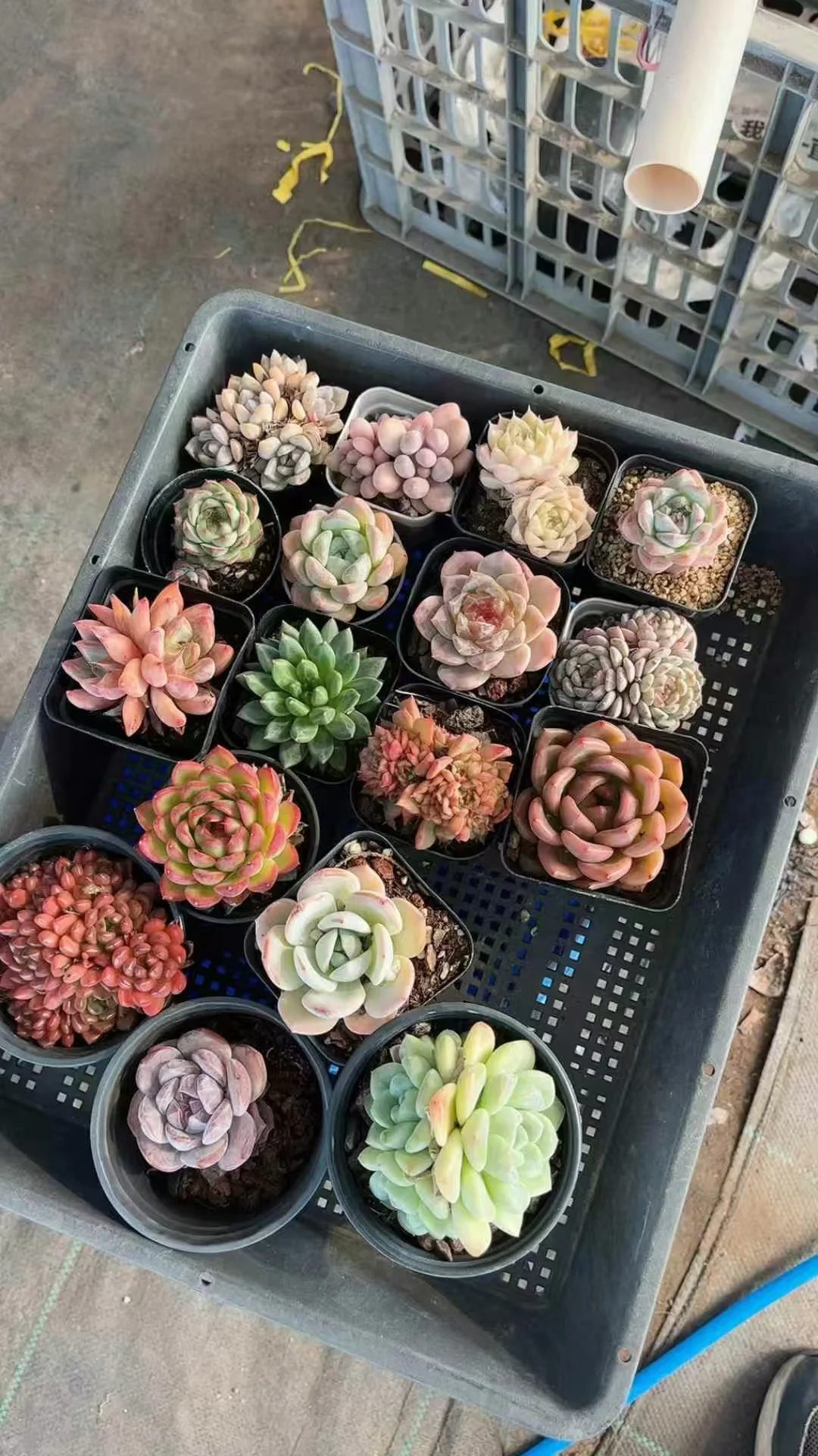 plant Aeonium Echeveria Haworthia  Caudex  Lithops Cactus  Agave 