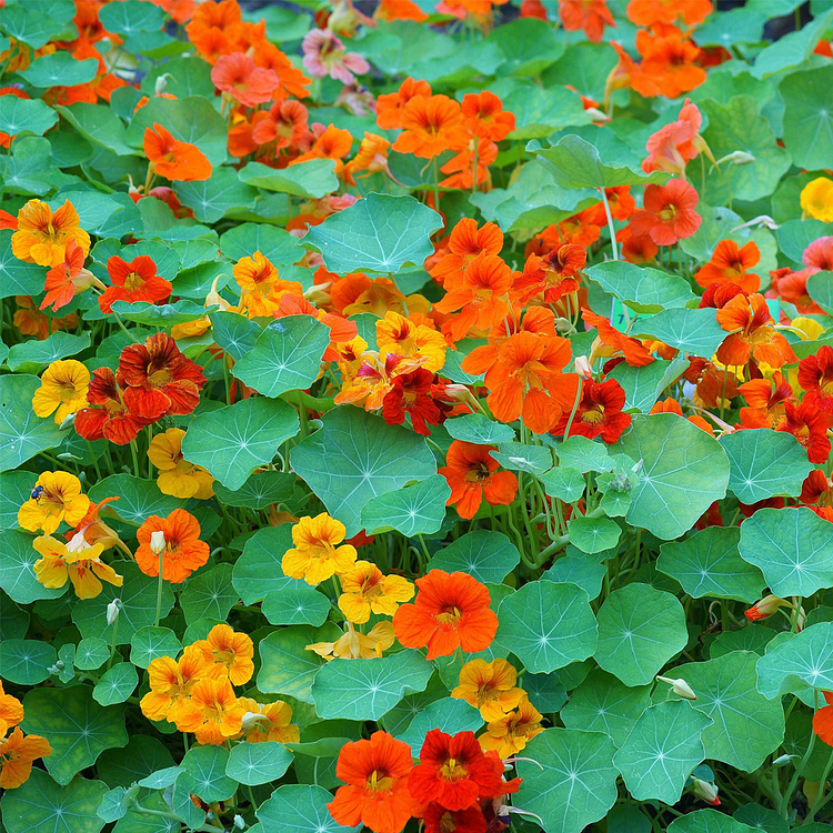 🔥Last Day Promotion 55% OFF-🌺Nasturtium Seeds - Mixed Colors