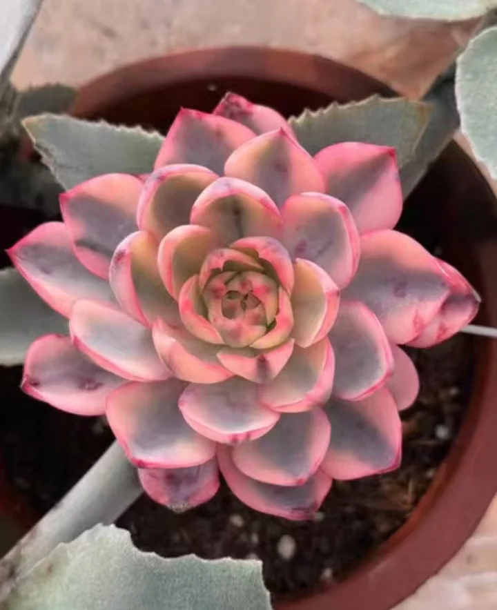 plant Aeonium Echeveria Haworthia  Caudex  Lithops Cactus  Agave 