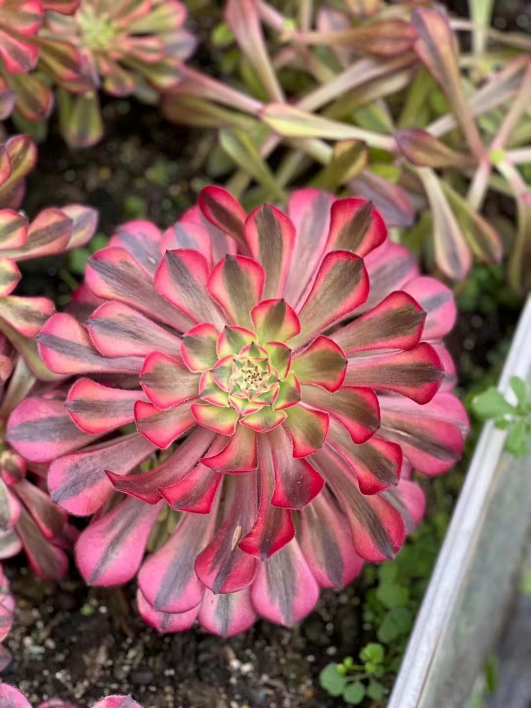 plant Aeonium Echeveria Haworthia  Caudex  Lithops Cactus  Agave 