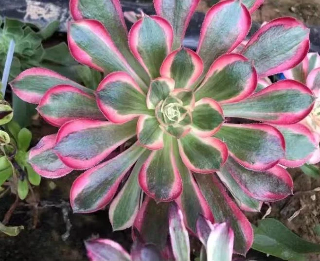 plant Aeonium Echeveria Haworthia  Caudex  Lithops Cactus  Agave 