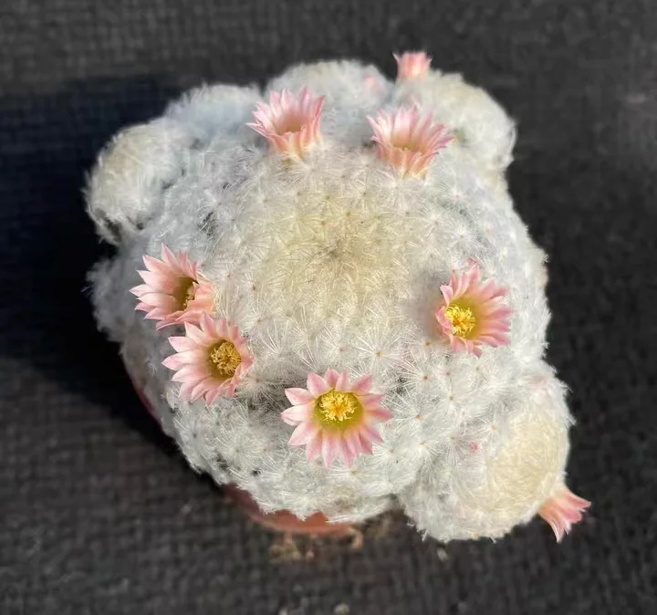 644. Mammillaei piumosa has roots  /Cactus plants /Succulent plants/ Garden landscape / Carefully select healthy plants