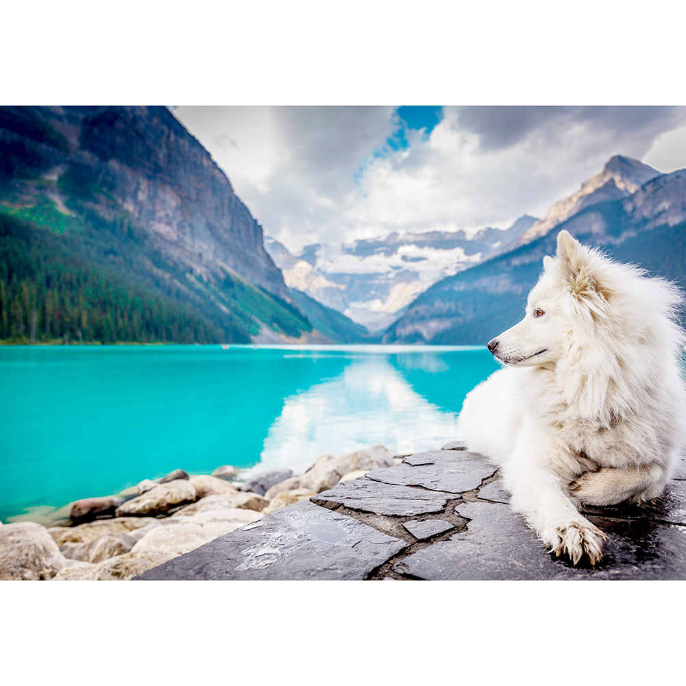 

Nature Dog - 1000 Pieces Jigsaw Puzzle, 501 Original