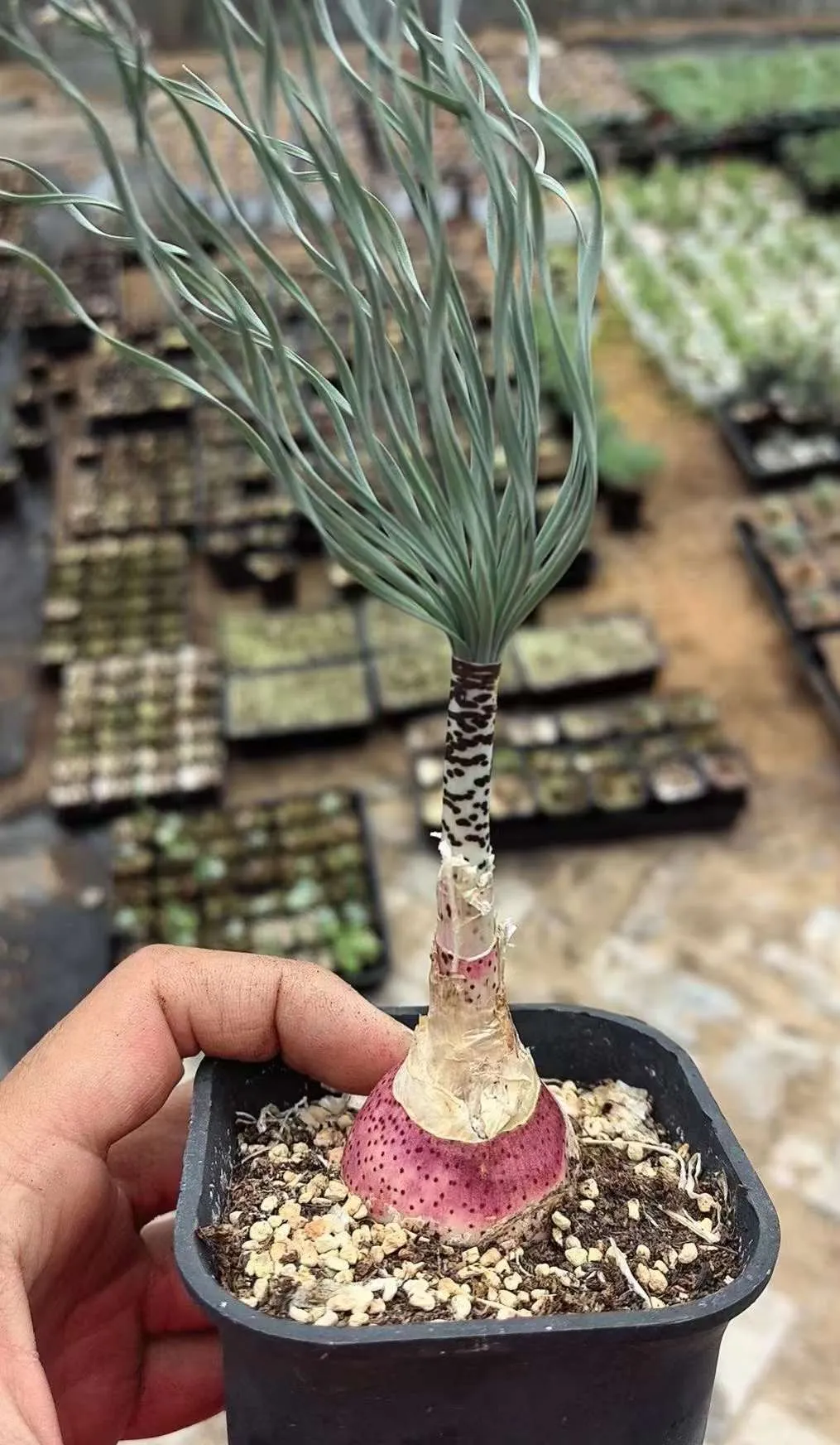 plant Aeonium Echeveria Haworthia  Caudex  Lithops Cactus  Agave 