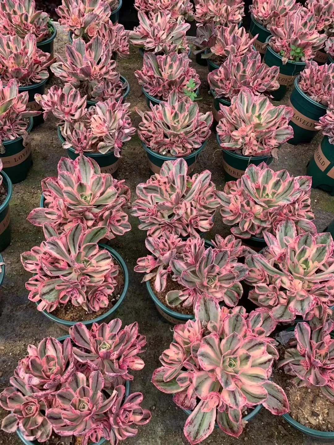 plant Aeonium Echeveria Haworthia  Caudex  Lithops Cactus  Agave 