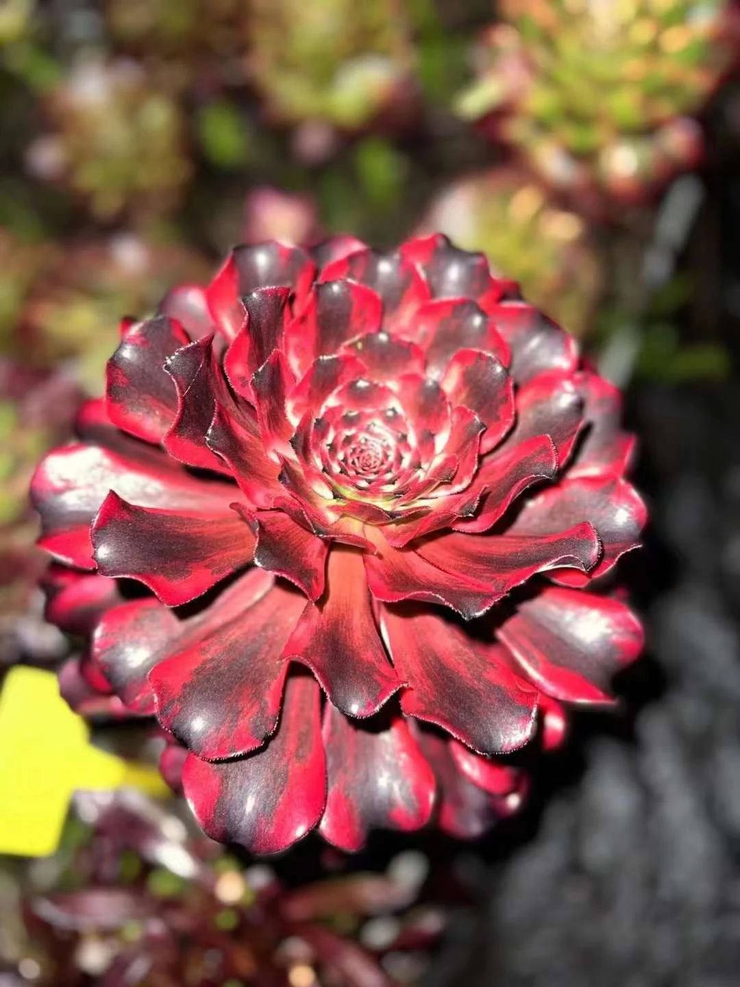 plant Aeonium Echeveria Haworthia  Caudex  Lithops Cactus  Agave 