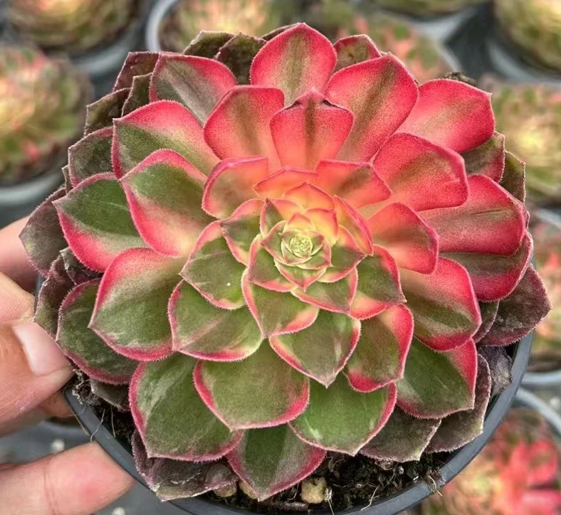89. Halloween var,kaleidoscope / Aeonium single head and cutting/Aeonium plants/ Succulent plants / Garden landscape / Carefully select healthy plants