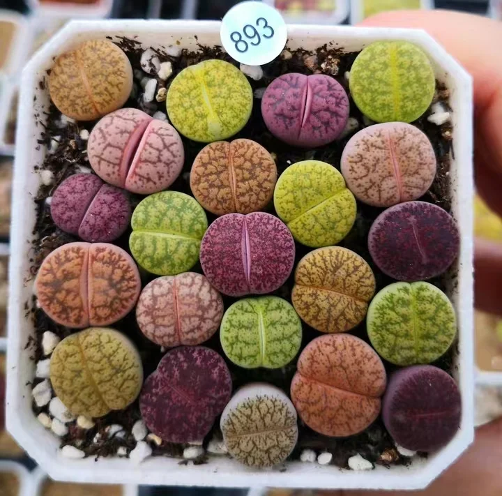 plant Aeonium Echeveria Haworthia  Caudex  Lithops Cactus  Agave 
