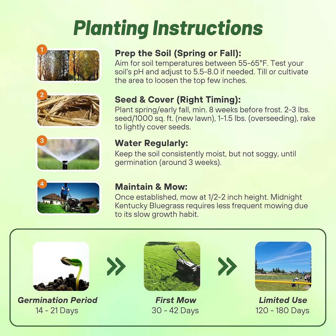 Kentucky Bluegrass - Midnight