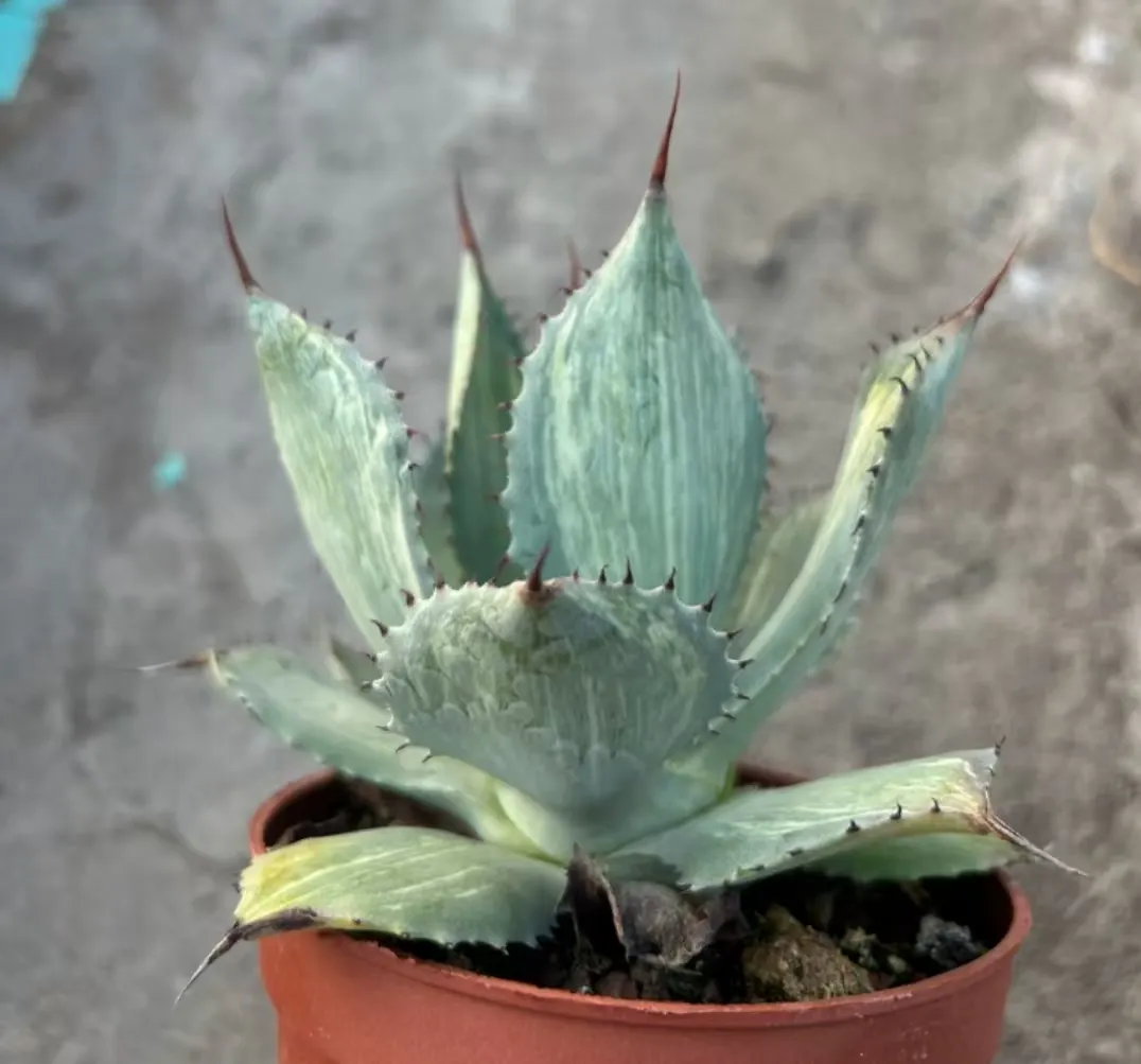 plant Aeonium Echeveria Haworthia  Caudex  Lithops Cactus  Agave 