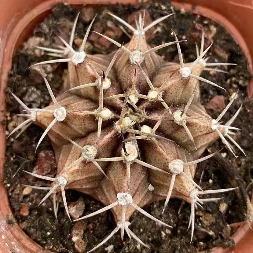 plant Aeonium Echeveria Haworthia  Caudex  Lithops Cactus  Agave 