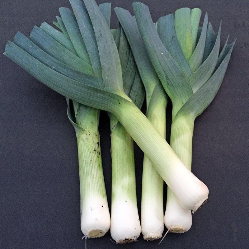 Leek Comanche F1 Organic Jonyparkseed®