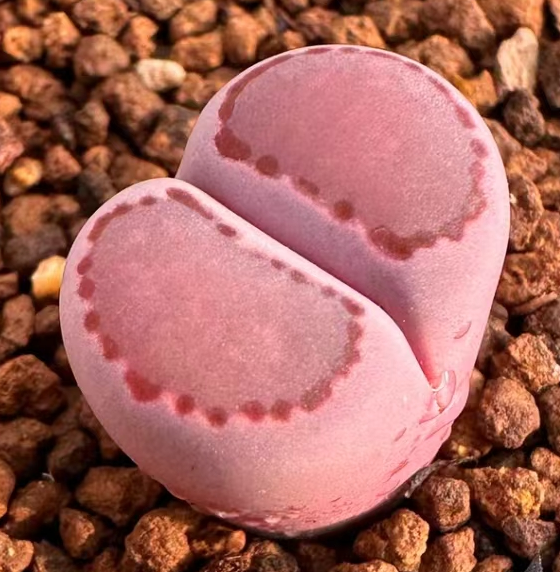 1080.Prunus cerasifera Ehrhar f.  sinfle head 1.2-1.5cm/ Lithops and Conophytum  /  Succulent plants / Garden landscape / Carefully select healthy plants